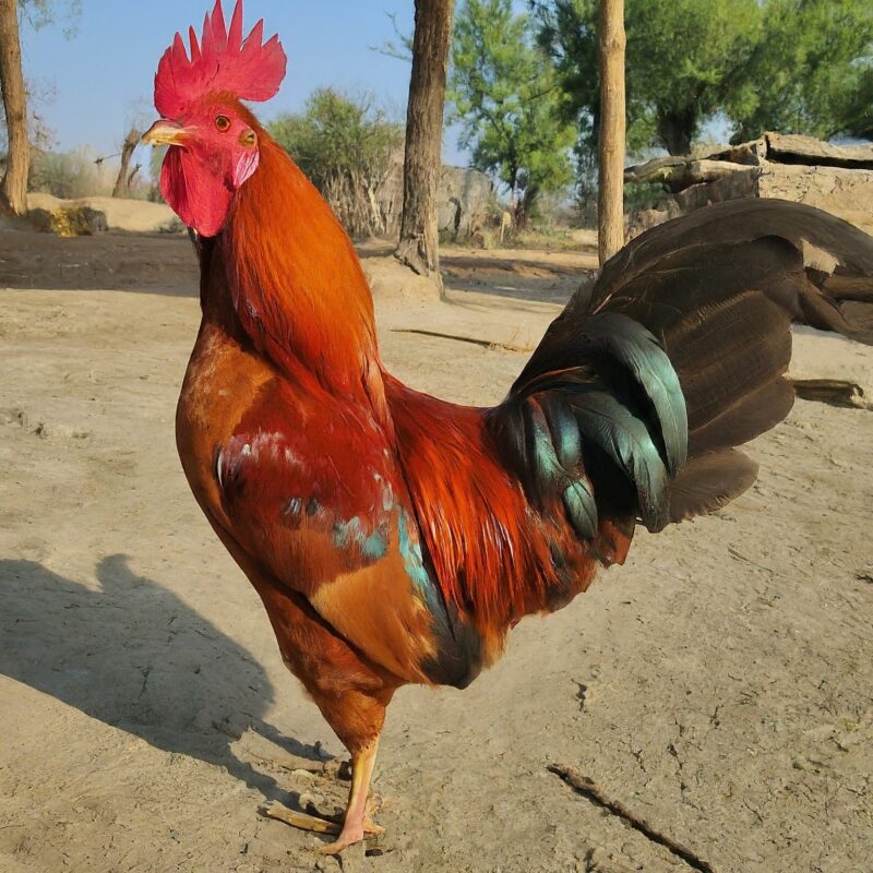 A vibrant rooster with rich red and green plumage stands proudly on bare ground in the sunlight. The background features tall trees and simple structures, creating a natural, rural setting perfect for Chicken Desi 1kg. Smart Chicken