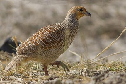 A grey francolin, a brown and beige speckled bird, stands on dry grass. Its head tilts slightly with legs visible against a blurred background. Product: Only bater live Bird, 1 piece. Smart Chicken